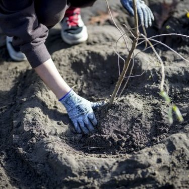 Pflanz was!-Stadtgarten in Berlin | Tiny Forest