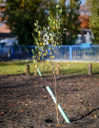 Pflanz was!-Stadtgarten in Berlin | Tiny Forest