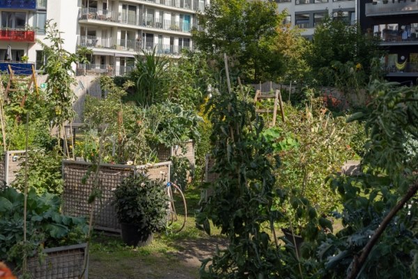 Pflanz was!-Stadtgarten in Berlin Mitte in der Neuen Grünstraße