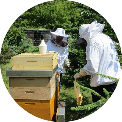 Bienen im Stadtgarten Berlin Mitte
