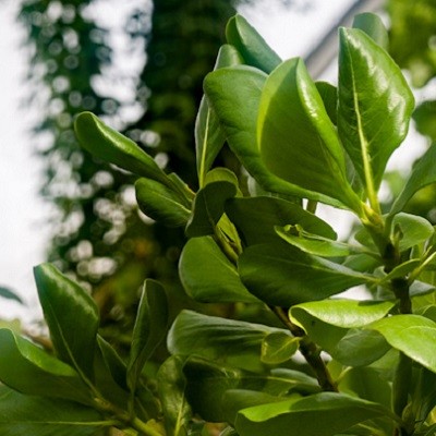 Fernwärme für den Botanischen Garten