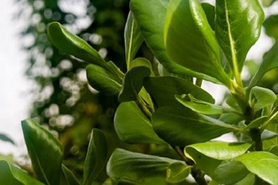 Fernwärme für den Botanischen Garten